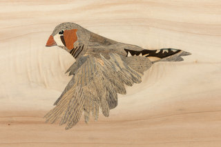 détail d’un mandarin marquté